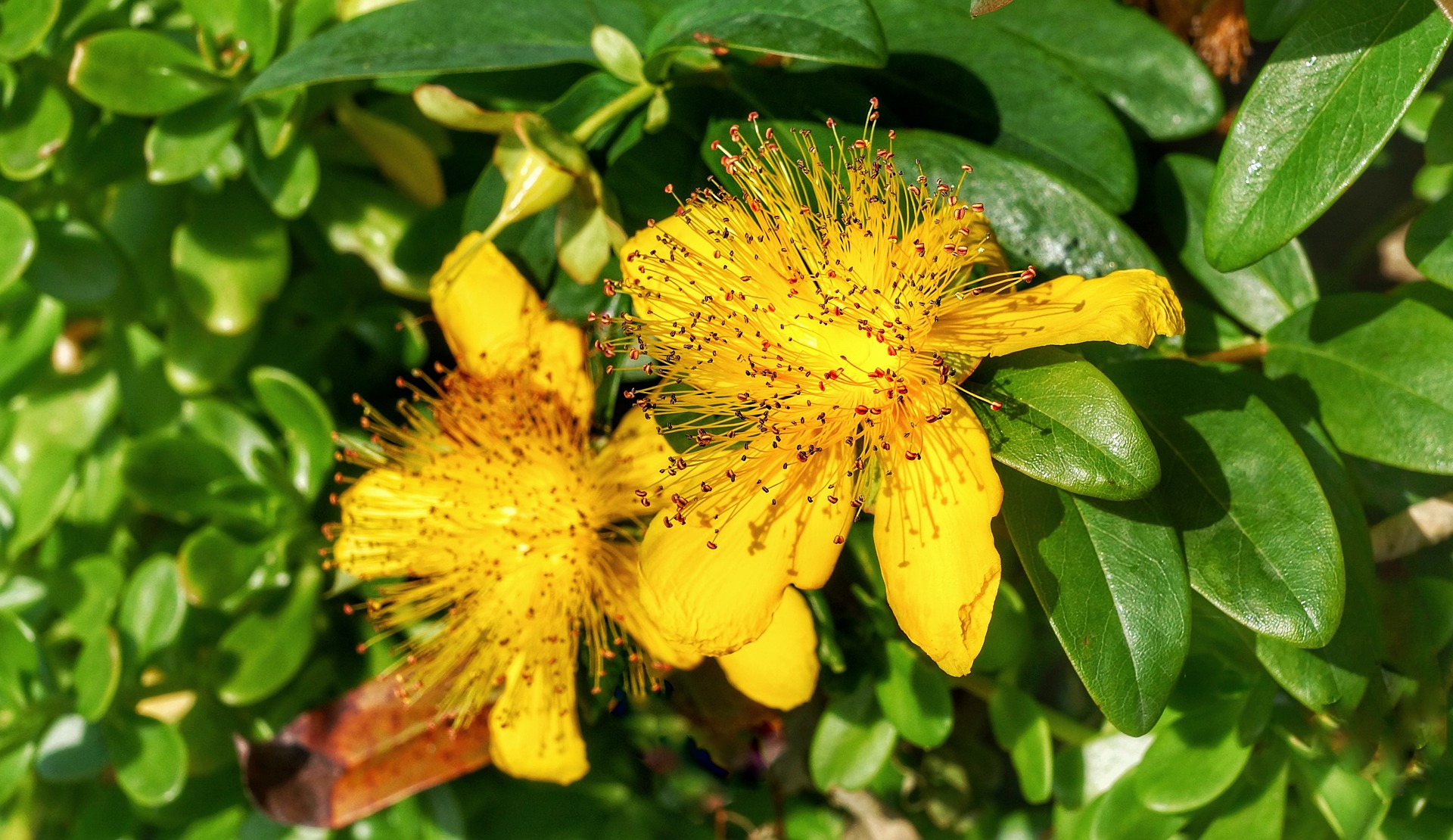 st johns wort flower